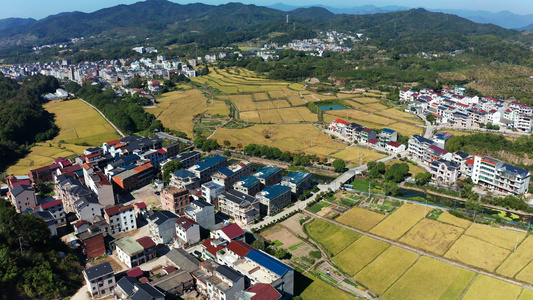 义乌大陈美丽乡村金色稻田风光航拍合集视频