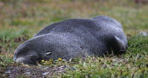 睡在草地上的南象海豹8秒视频