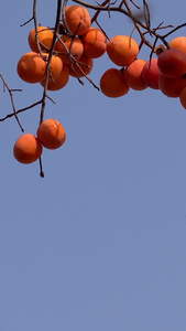 秋季枝头的柿子视频田园风光视频
