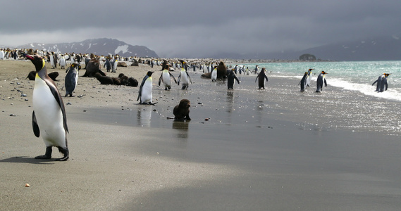 阴天鹅卵石滩上的帝企鹅视频