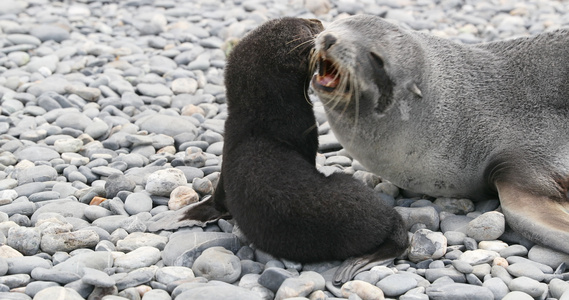 南象海豹成人与小狗在鹅卵石上视频