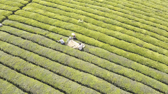 茶园采茶贵州湄潭视频