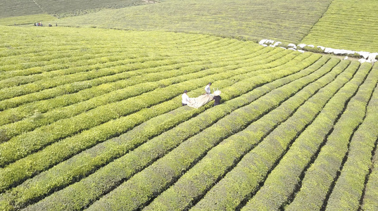 航拍采茶贵州湄潭视频