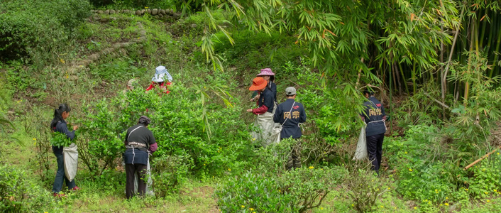 茶树采茶福建武夷山茶农视频