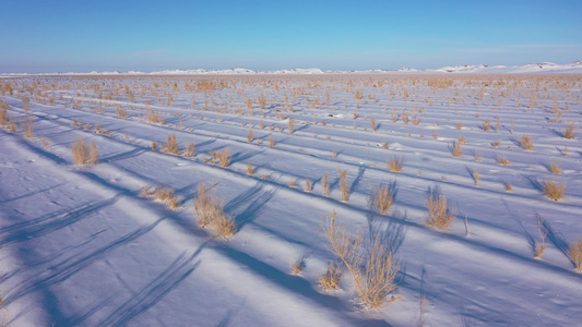 雪后沙漠梭梭林视频