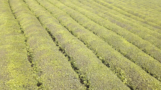 贵州湄潭 自然风景视频