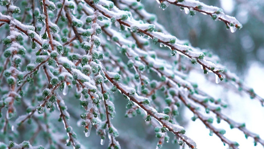 4K树枝枝头雪花空镜冬天意境实拍视频视频