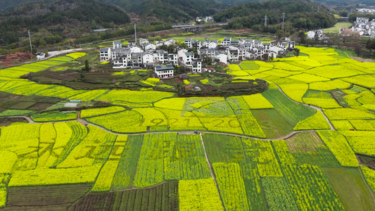 江西婺源油菜花彩绘航拍视频