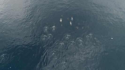 企鹅在水下视频