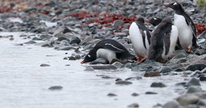 岩石上的巴布亚企鹅8秒视频