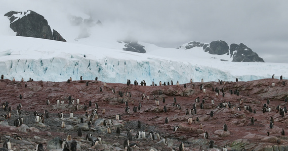 巴布亚企鹅栖息地视频
