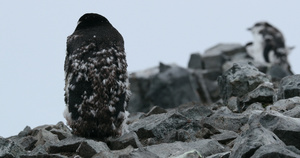 岩石上的帽带企鹅8秒视频