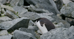岩石上的帽带企鹅11秒视频