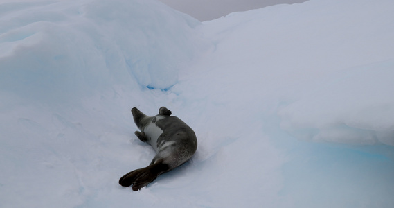 雪地蟹海豹视频