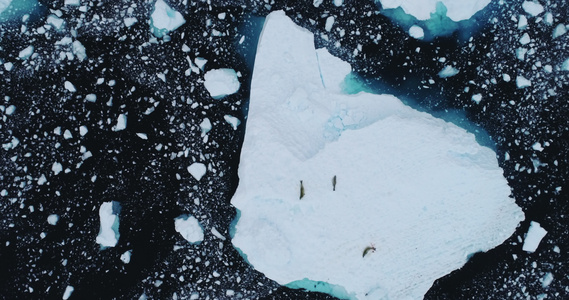 浮冰上的螃蟹海豹视频