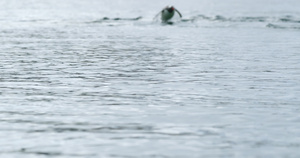 巴布亚企鹅游泳13秒视频