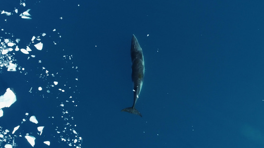 小须鲸游泳视频
