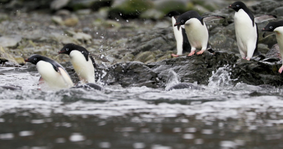企鹅跳入水中视频