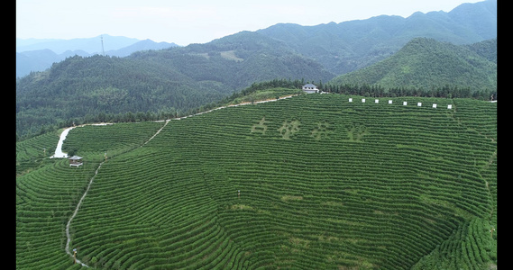 山间茶园航拍视频