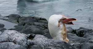 Leucistic gentoo 企鹅15秒视频