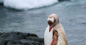 Leucistic gentoo 企鹅8秒视频