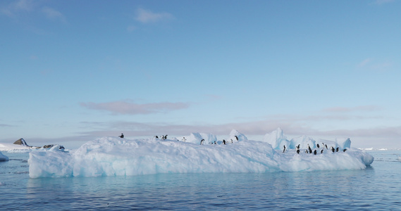 浮冰上的阿德利企鹅视频