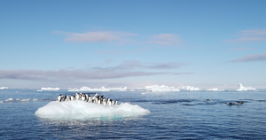 浮冰上的阿德利企鹅16秒视频