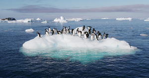 浮冰上的阿德利企鹅18秒视频