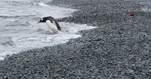 巴布亚企鹅8秒视频