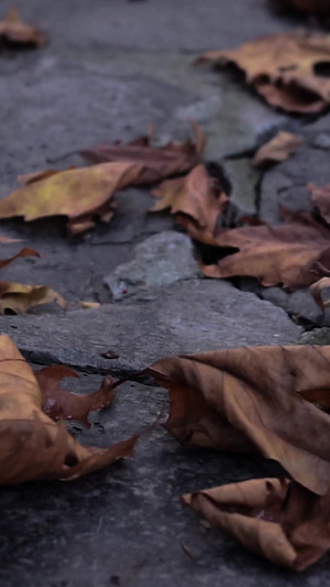 实拍秋天风景石板路上落叶25秒视频