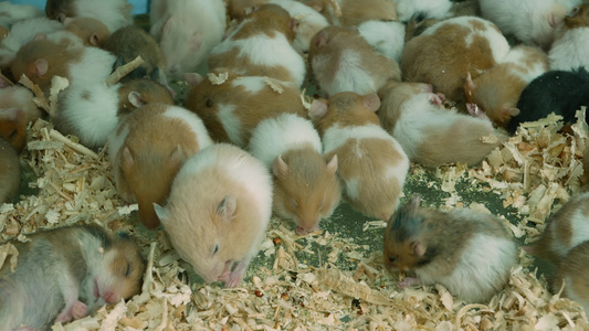 宠物市场上拥挤的笼子里的仓鼠。泰国曼谷乍都乍市场上，许多圈养仓鼠吃木屑，睡在拥挤的笼子地板上视频