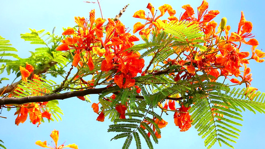 雨季期间,花朵开花盛开,鲜红的卡埃萨尔皮尼亚视频