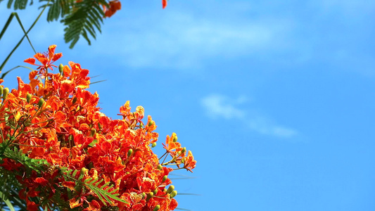 花朵在蓝天空中流淌着绿树叶 在蓝色的天空中飘动视频