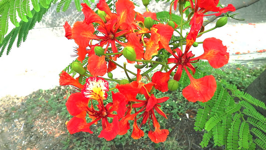 花园里盛开着红色的 Caesalpinia pulcherrima 花视频