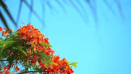 红色 Caesalpinia pulcherrima 花盛开，模糊棕榈叶蓝天背景视频