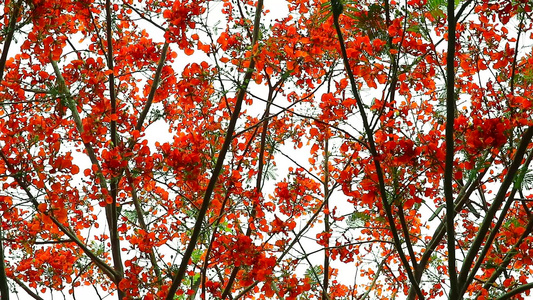 横跨红色的剖腹产松树顶端的花朵树正在花园开花1视频