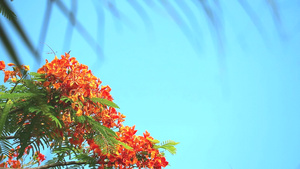 棕榈树叶模糊鲜花繁花茂盛15秒视频