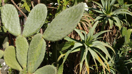 仙人掌肉质植物，加利福尼亚美国。沙漠植物、干旱气候自然花卉、植物特写背景。绿色观赏不寻常的室内植物。美国的园艺视频