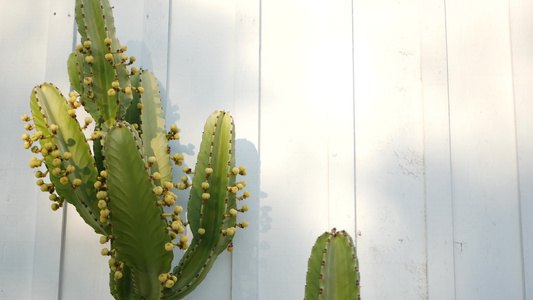 仙人掌肉质植物，加利福尼亚美国。沙漠植物、干旱气候自然花卉、植物特写背景。绿色观赏不寻常的室内植物。美国的园艺视频
