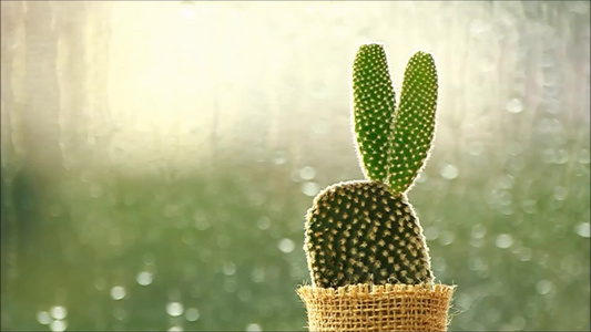 在雨前的仙人掌 落下在窗户上,晨光照亮视频