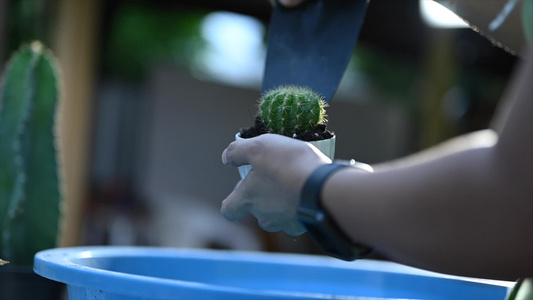 近身妇女晚间在陶瓷仙人掌中添加土壤视频