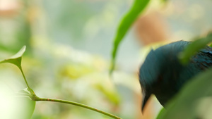 热带雨林中多色独特的鸟10秒视频