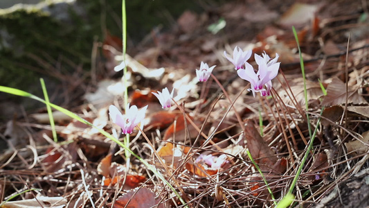 野生粉花视频