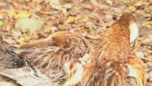 家禽养殖 鸭子梳洗毛发视频