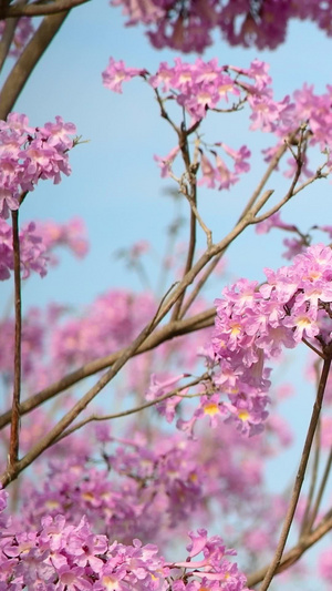 紫花风铃木红花风铃木20秒视频