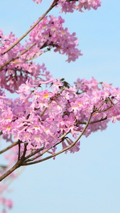 紫花风铃木粉花风铃木视频