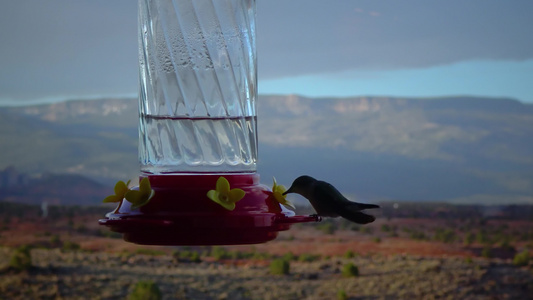 小蜂鸟用鲜花饮用人工饮水碗中的水视频