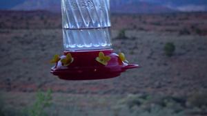 小蜂鸟用鲜花饮用人工饮水碗中的水29秒视频