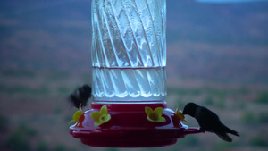 小蜂鸟饮水34秒视频