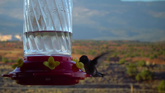 小蜂鸟用鲜花、乌塔和乌斯a 来饮用人工饮水碗中的甜蜜蜜视频
